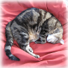 Cat Dictionary: swirly tabby